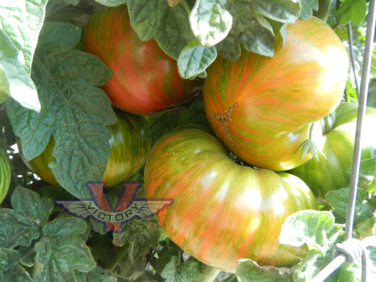 Dwarf Shimmering Beauty Tomato