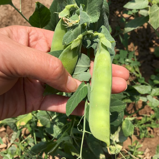 Early Perfection 326 Garden Pea