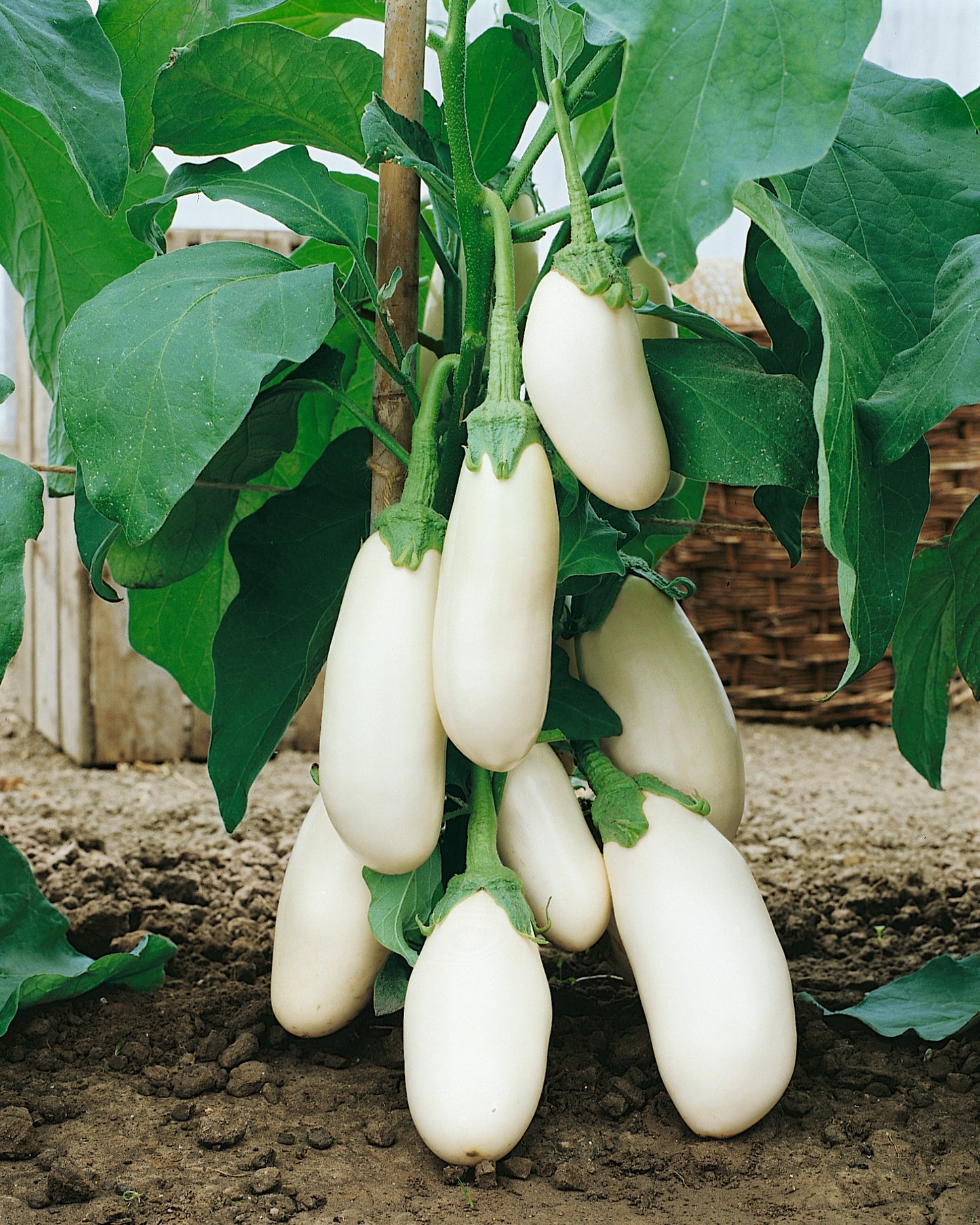 Casper White Eggplant