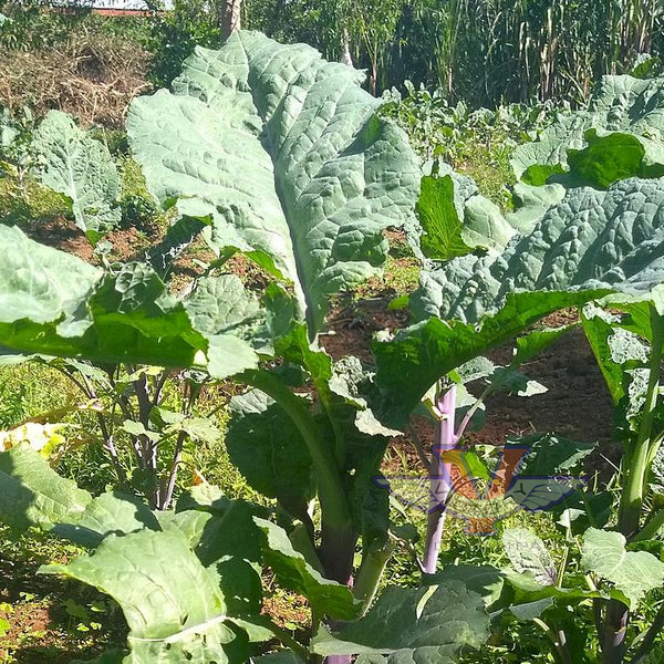 Ethiopian Kale