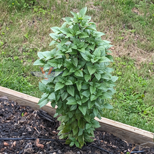 Basil, Everleaf Thai Towers