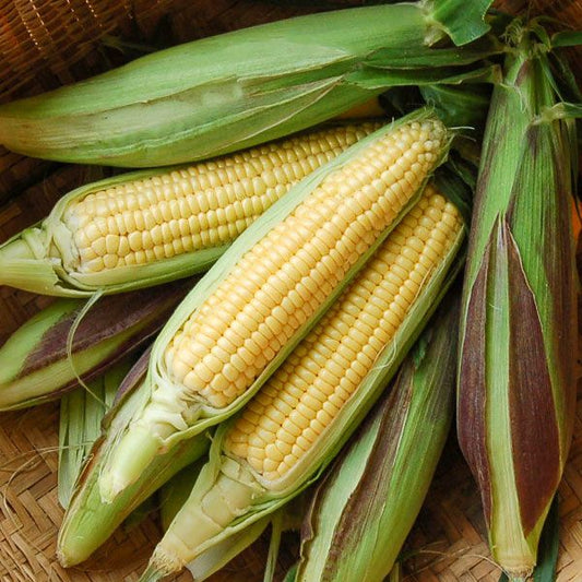 Fisher’s Earliest Sweet Corn (Organic)