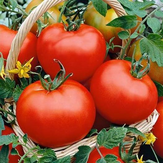 Flora-Dade Tomato