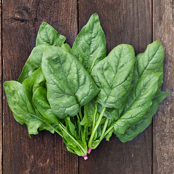 Giant Winter (Gigante d'Inverno) Spinach