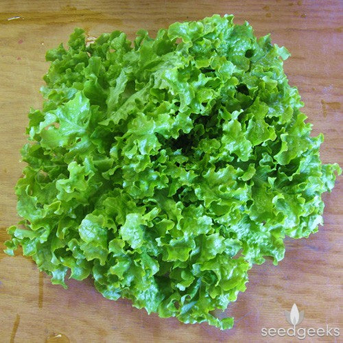 Salad Bowl, Green - Leaf Lettuce