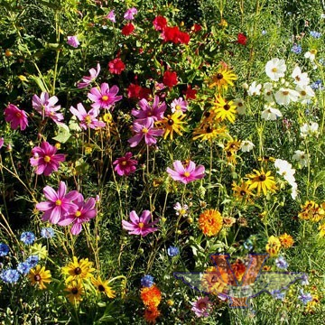 Gulf Coast / Caribbean Wildflower Mix