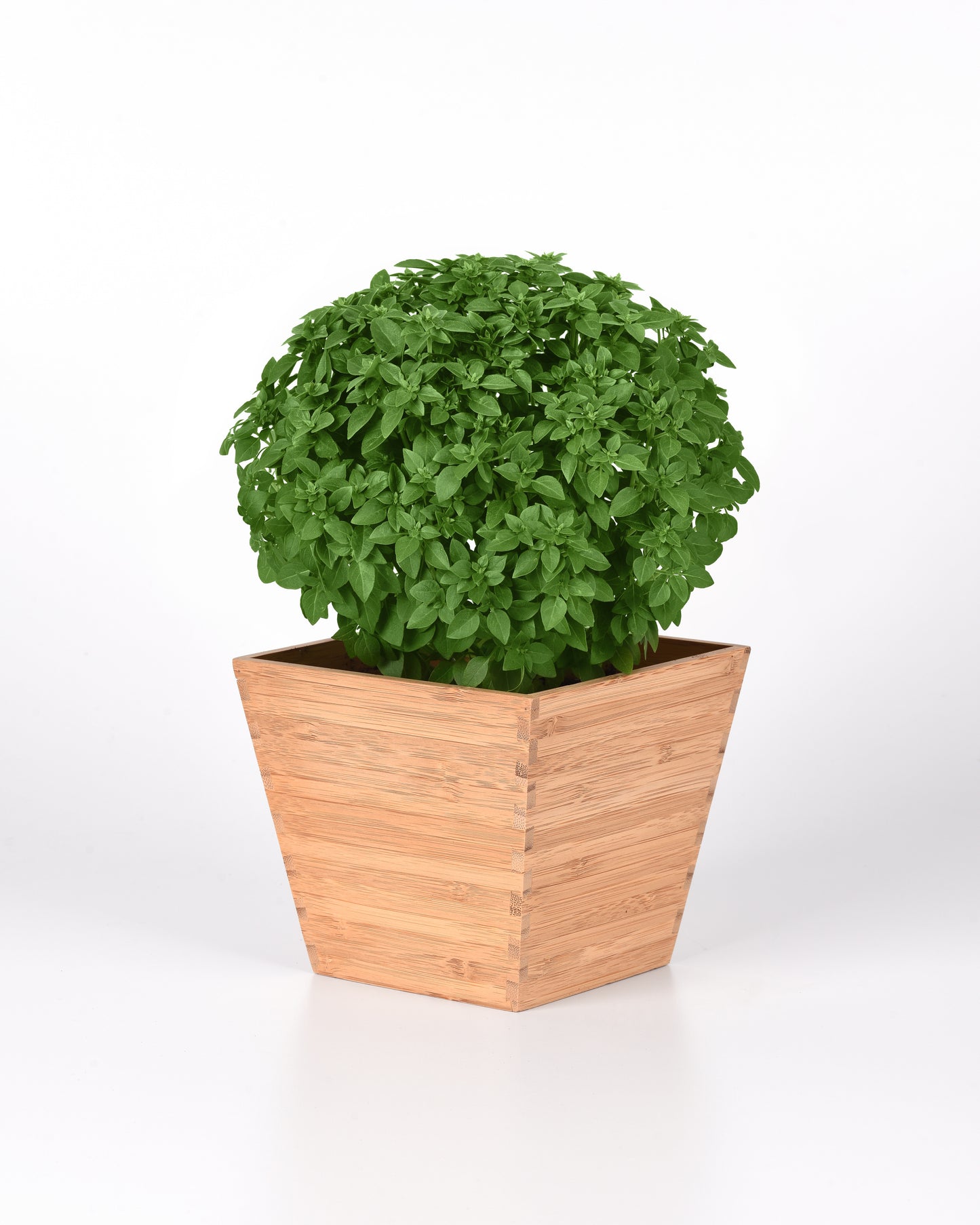 Basil, Bonsai