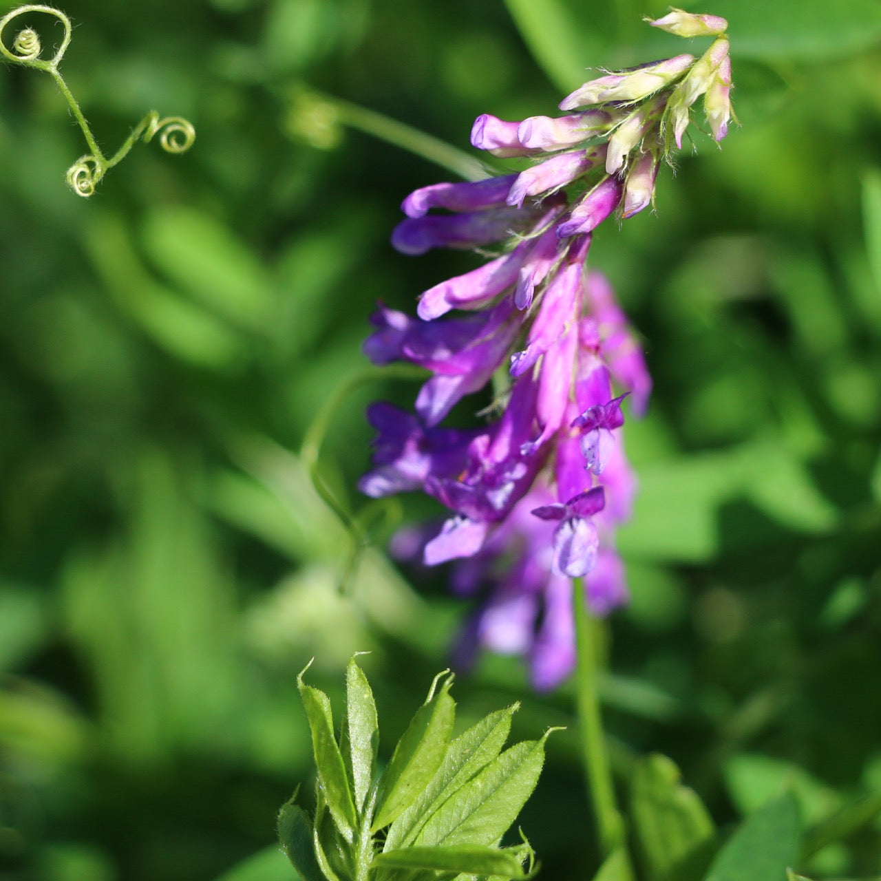 Vetch, Hairy