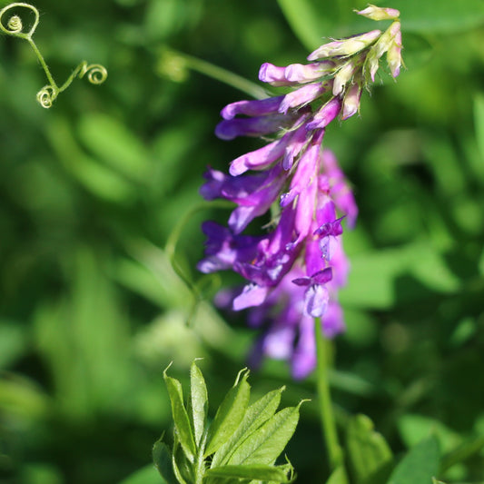 Vetch, Hairy