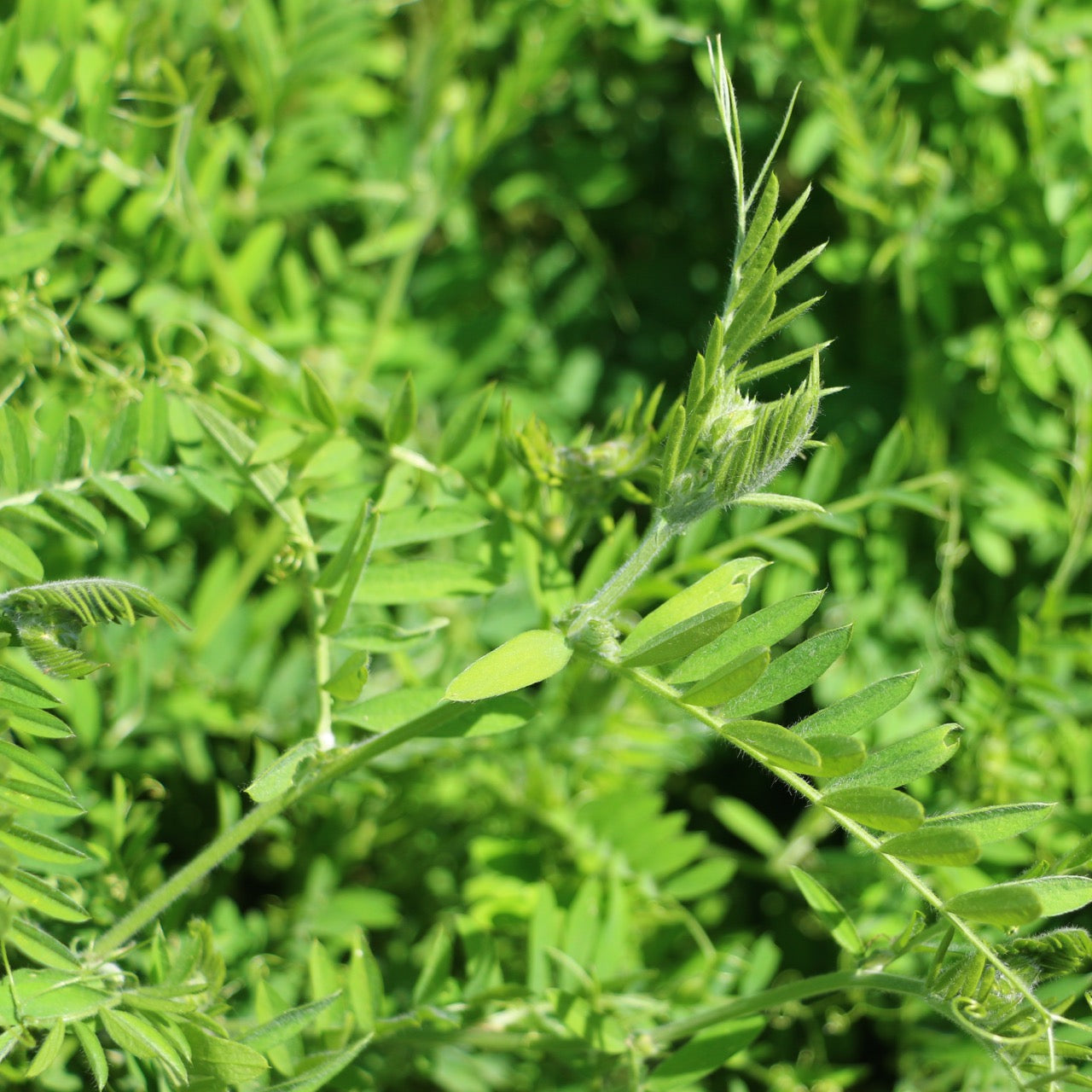 Vetch, Hairy