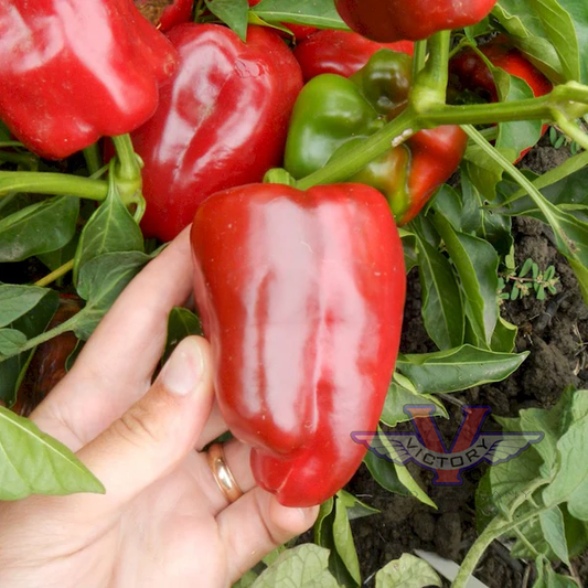 Hajduczek Pepper