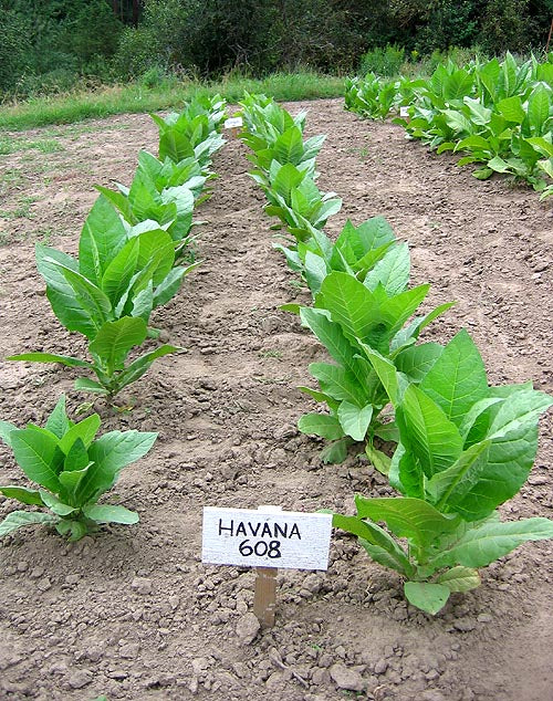 Havana 608 Tobacco