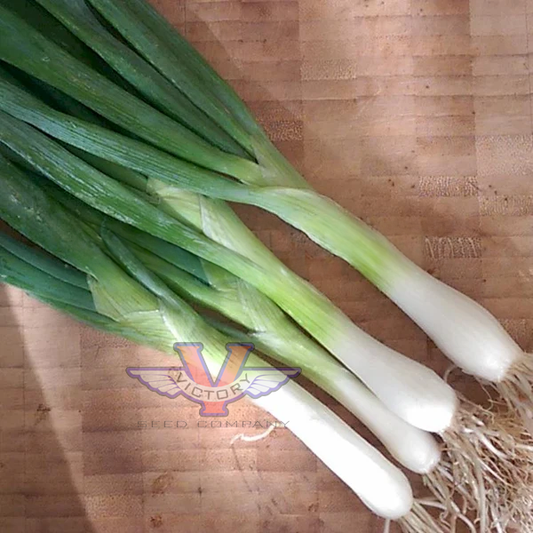 Heshiko Japanese Bunching Onion