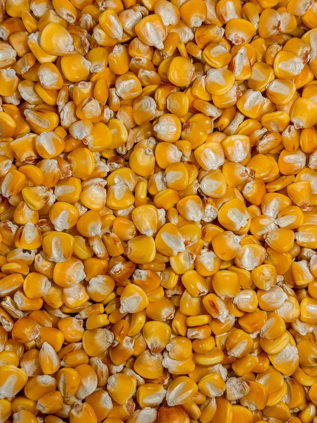 Hickory King Yellow Dent Corn - Victory Seeds® – Victory Seed Company