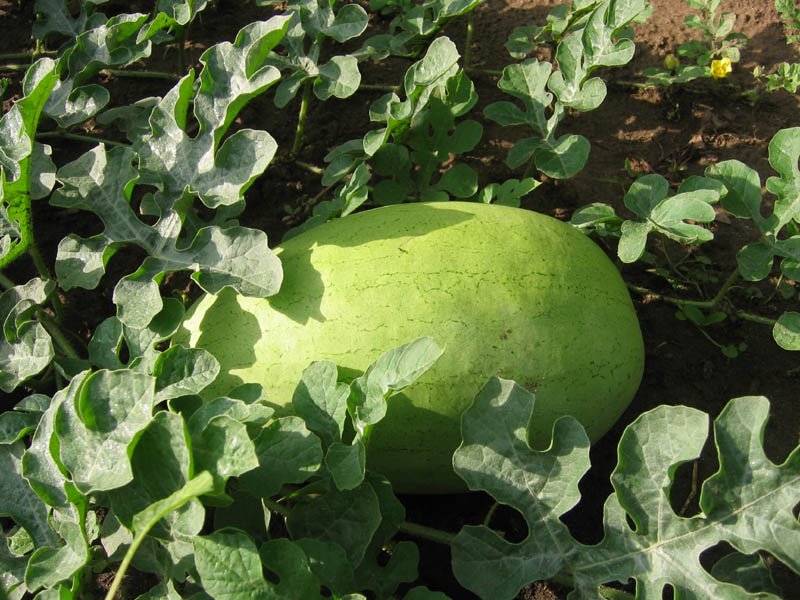 Bozeman Watermelon