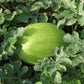 Bozeman Watermelon