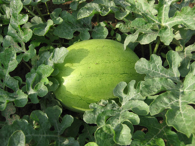 Bozeman Watermelon