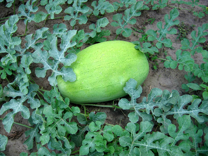 Bozeman Watermelon