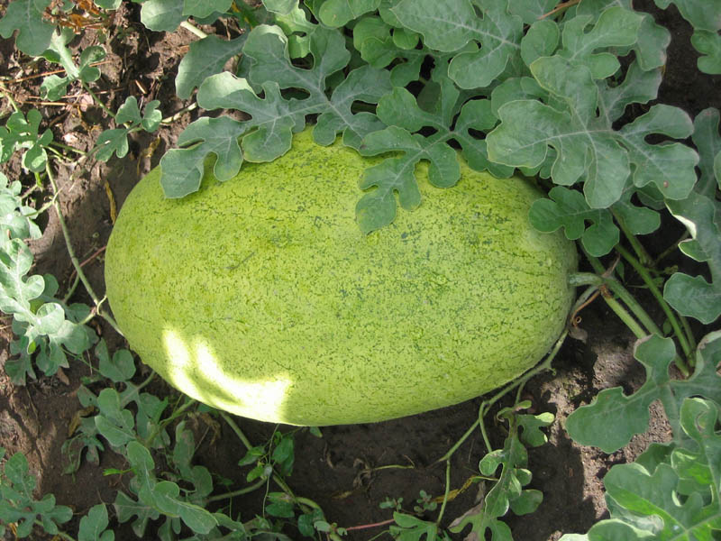 Bozeman Watermelon