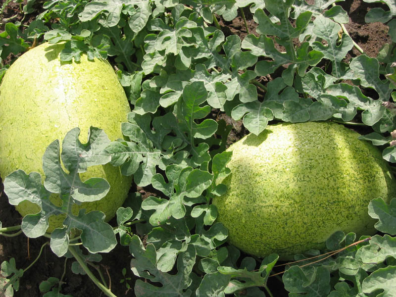 Bozeman Watermelon