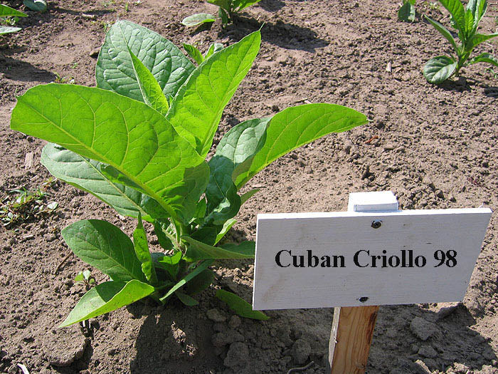 Cuban Criollo 98 Tobacco