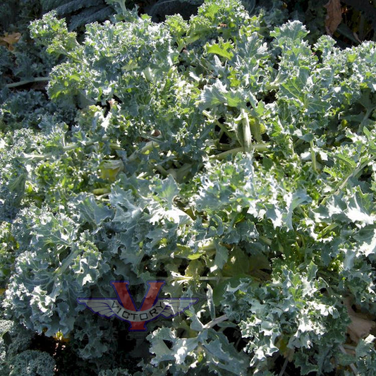 Improved Dwarf Siberian Kale