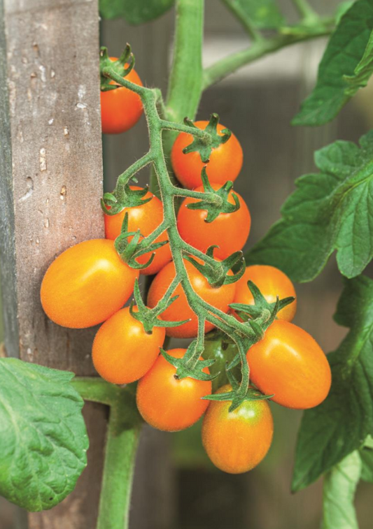 Kumquat F1 Tomato