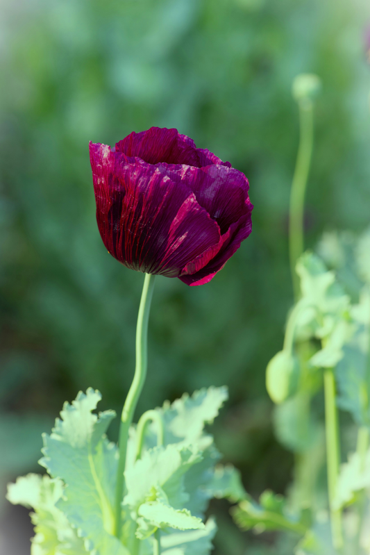 Poppy, Lauren's Grape