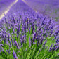 Lavender, English