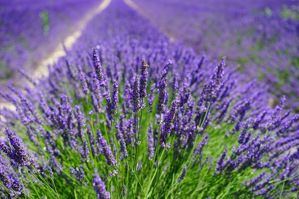 Lavender, English