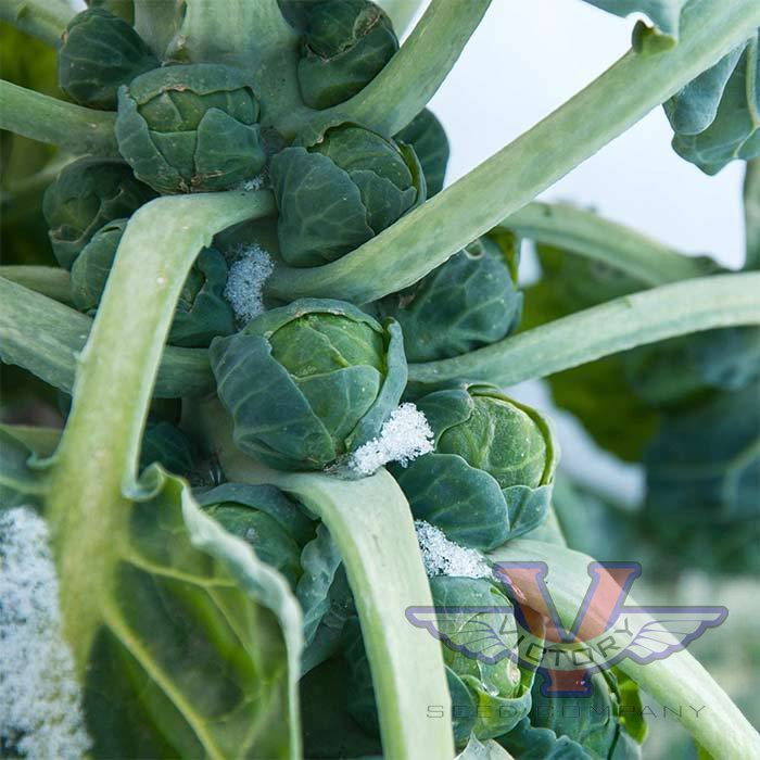 Long Island Improved Brussels Sprouts