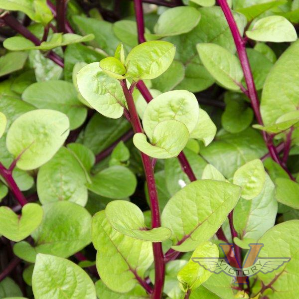 Malabar Spinach