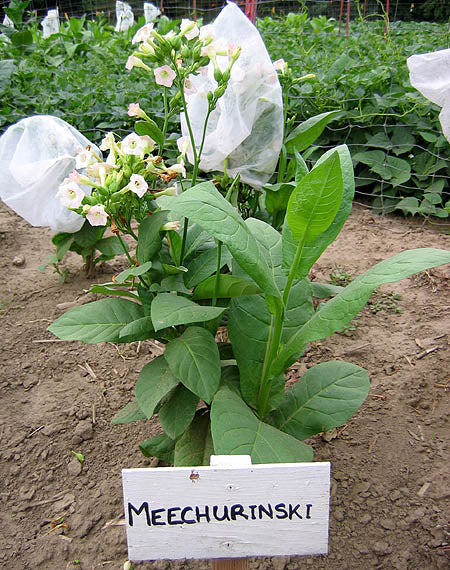 Meechurinski Tobacco