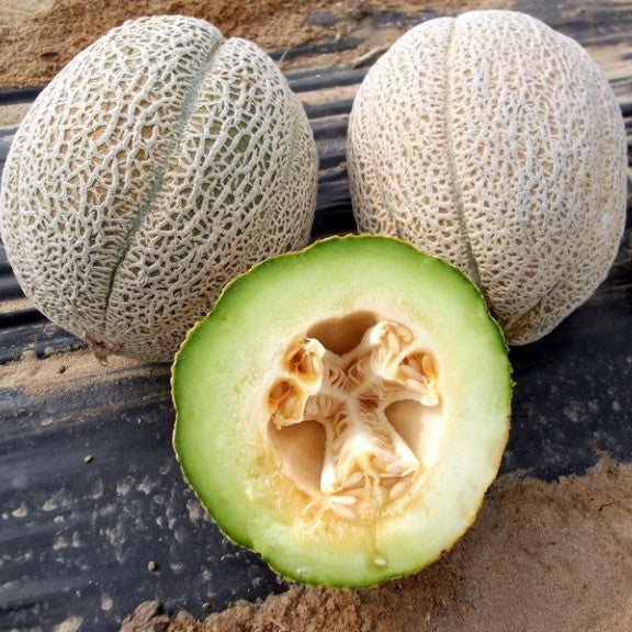 Eden Gem (Rocky Ford Green Flesh) Melon Victory Seeds® Victory Seed