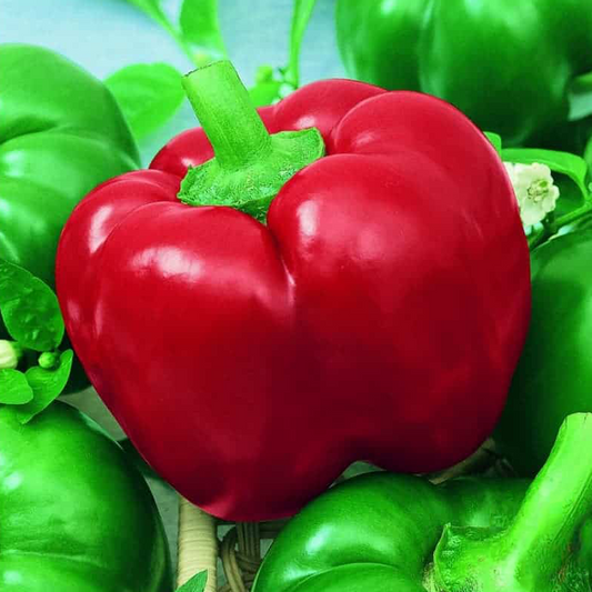 MexiBell F1 Hot Pepper