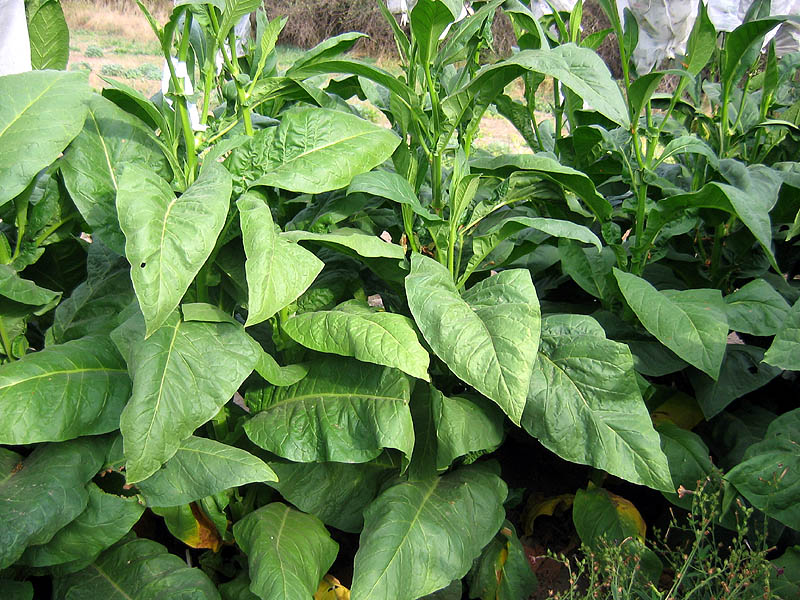 NC 95 Tobacco