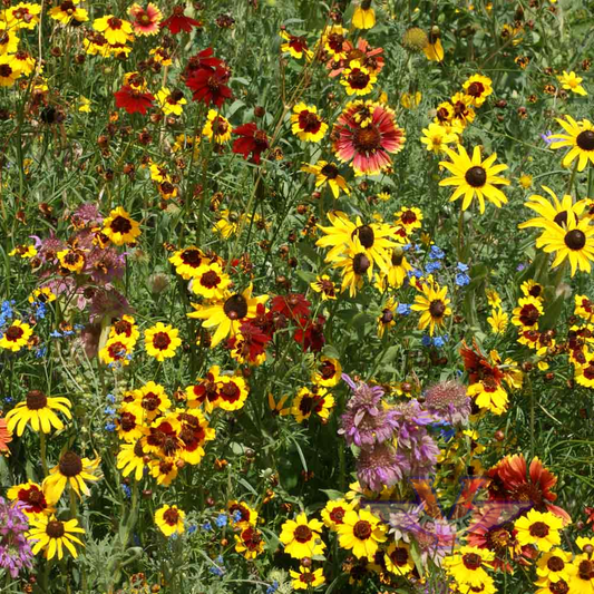 North American Wildflower Mix