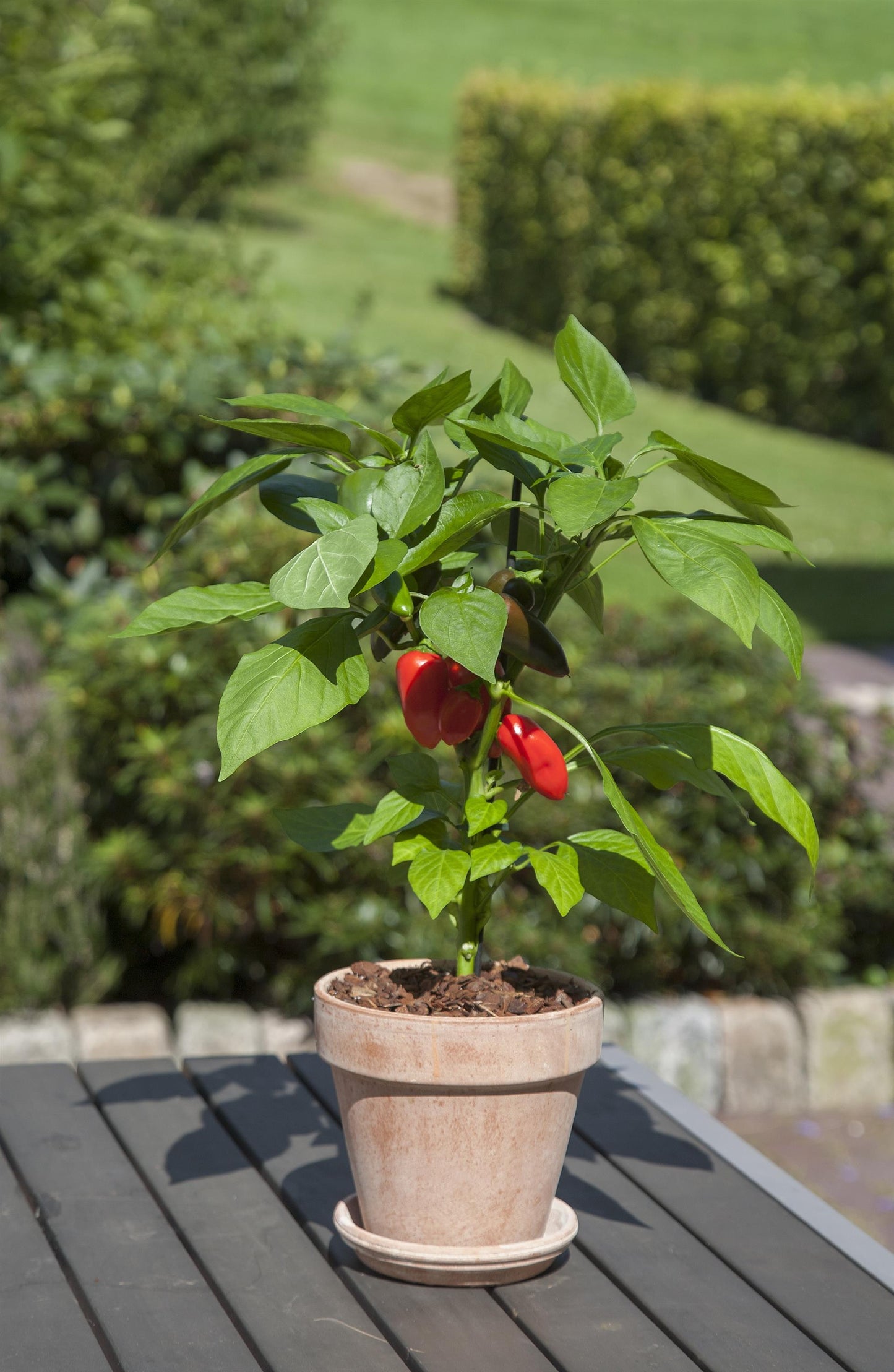 Fresh Bites Red F1 Sweet Pepper