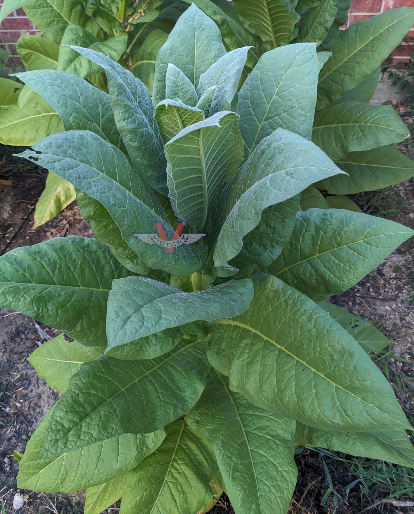 Red Rose Tobacco