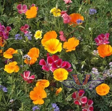 Pacific Northwest Wildflower Mix