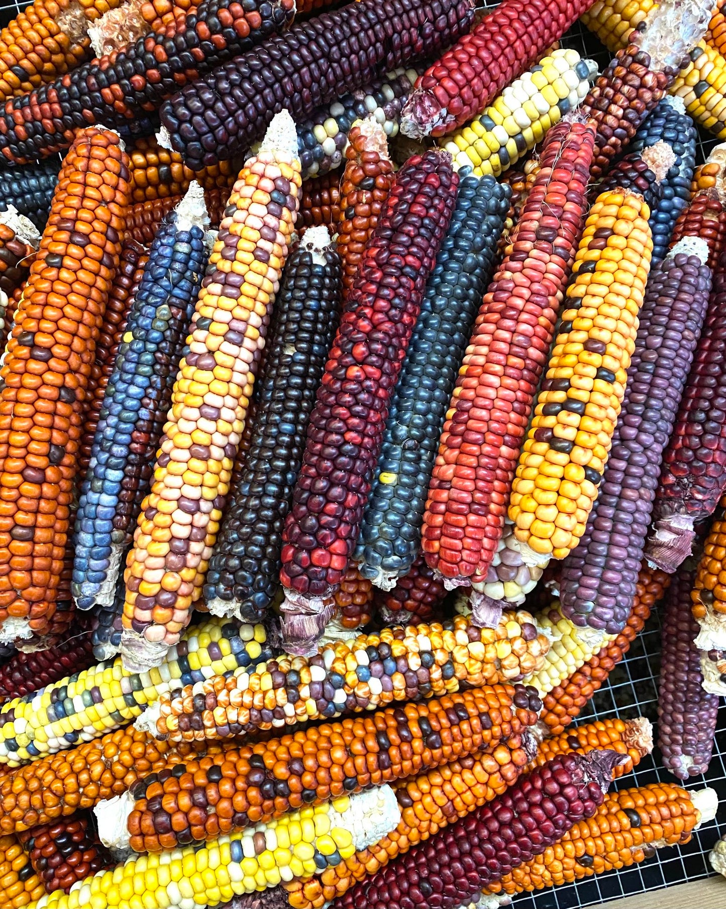 Painted Mountain Flour Corn - 12 row