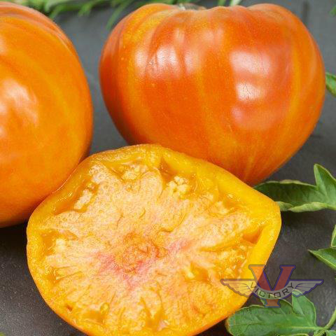 Patty's Striped Beefsteak Tomato