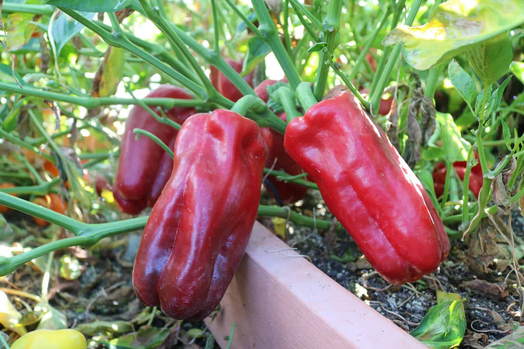 Red shop sweet pepper