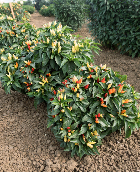 Holiday Time Ornamental Pepper