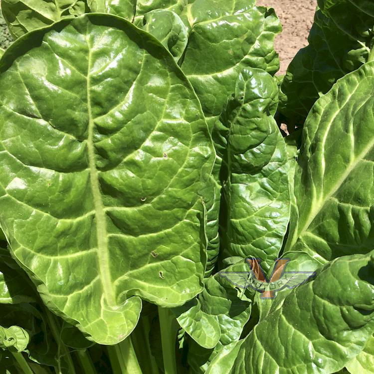 Perpetual Swiss Chard