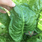 Perpetual Swiss Chard