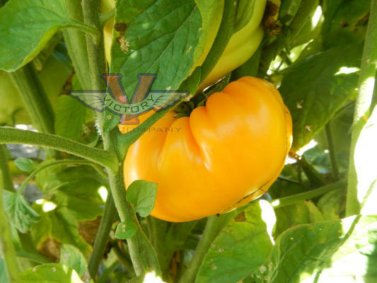 Potato Leaf Yellow Tomato