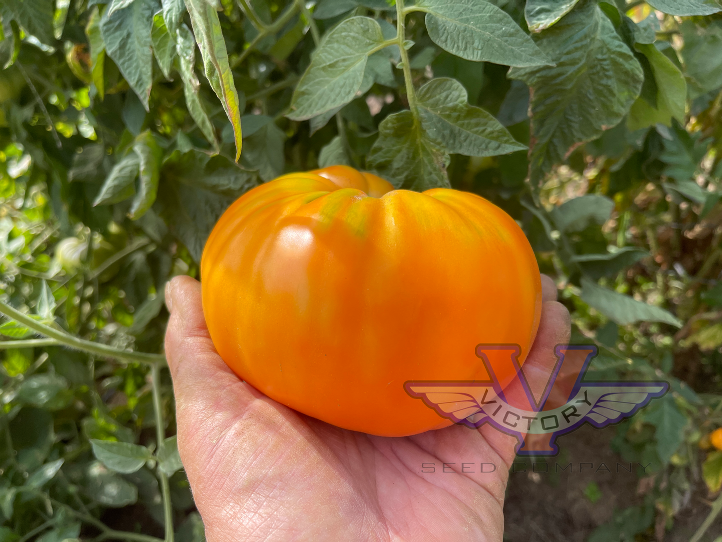 Potato Leaf Yellow Tomato