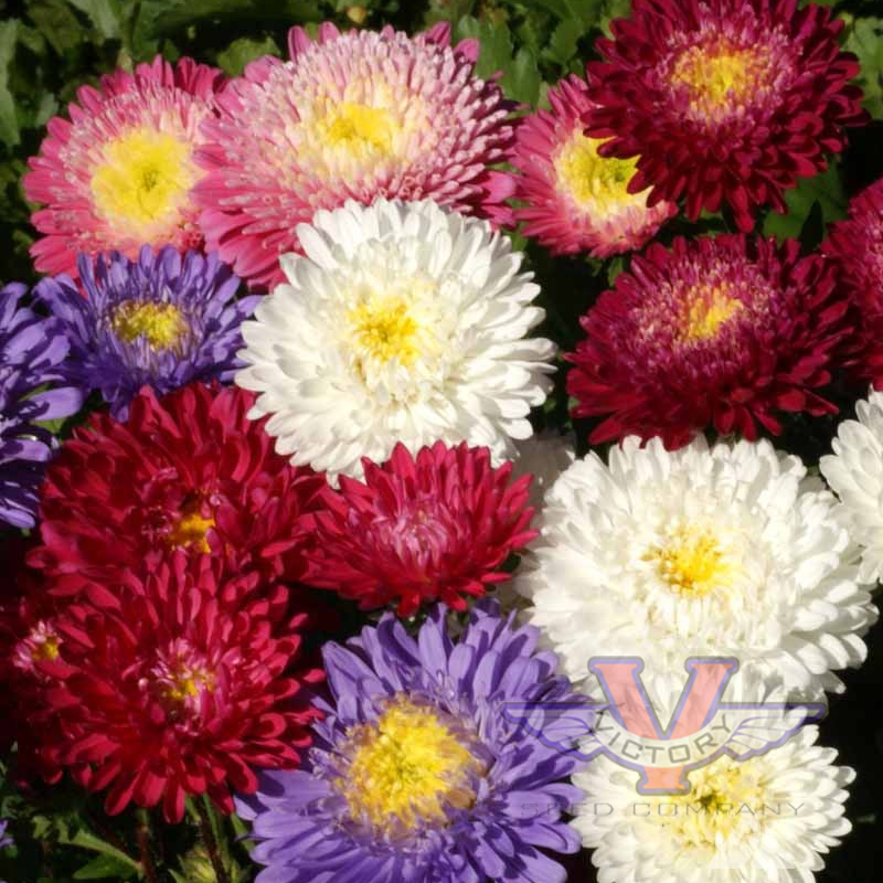 China Aster 'Powder Puff Mix'