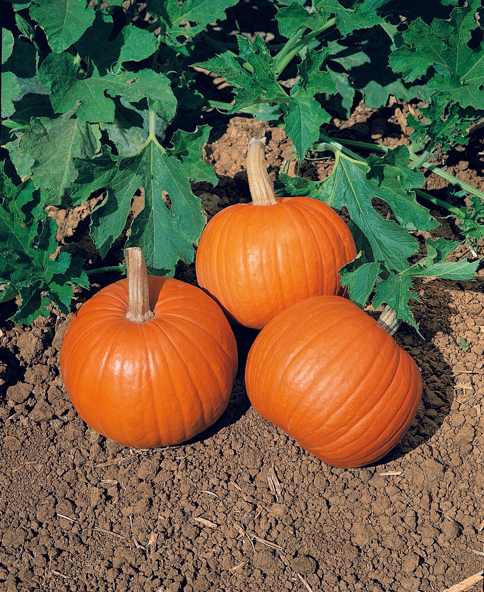 Wee-B-Little Pumpkin - Victory Seeds® – Victory Seed Company